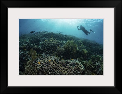 Diver Swimming Above A Beautiful Coral Reef In Komodo National Park, Indonesia