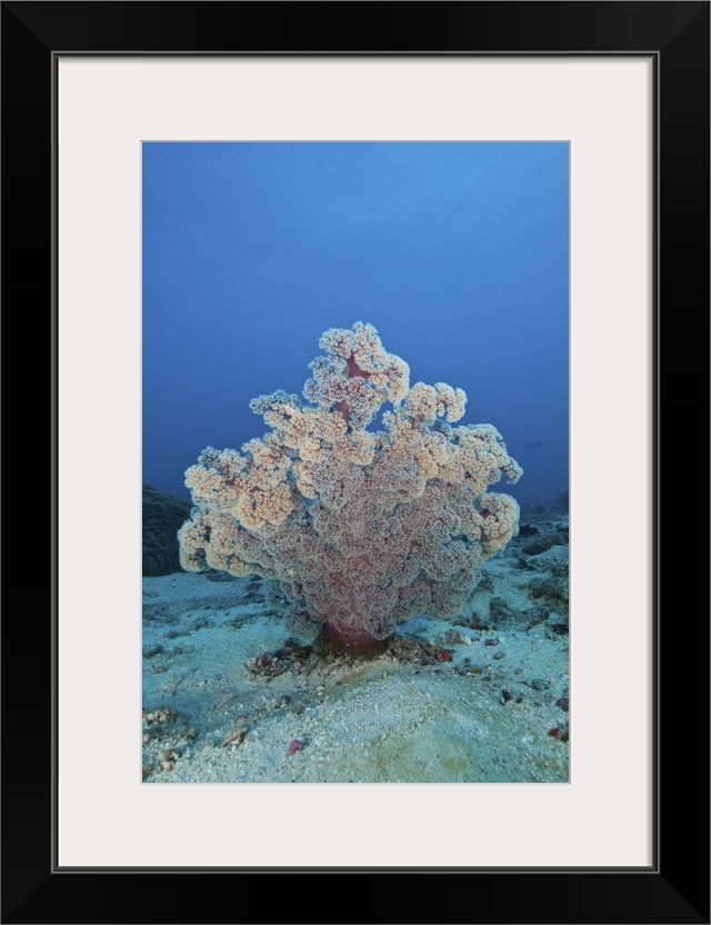 Fluffy pink and red dendronephtya soft coral, Indonesia.