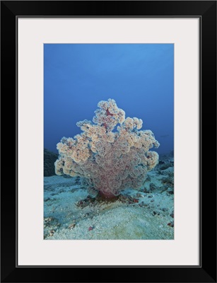 Fluffy pink and red dendronephtya soft coral, Indonesia