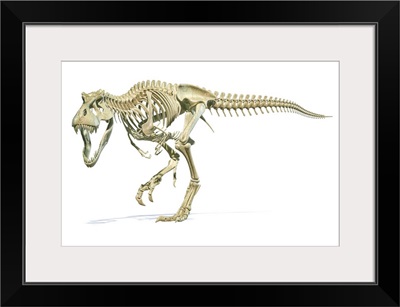 Full Skeleton 3D Rendering Of Tyrannosaurus Rex Dinosaur