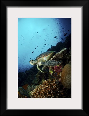 Green sea turtle resting on a plate coral, North Sulawesi