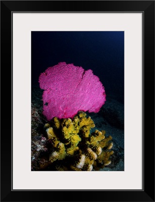 Hard And Soft Corals, Cabo Pulmo, Mexico