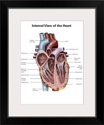Internal view of the human heart