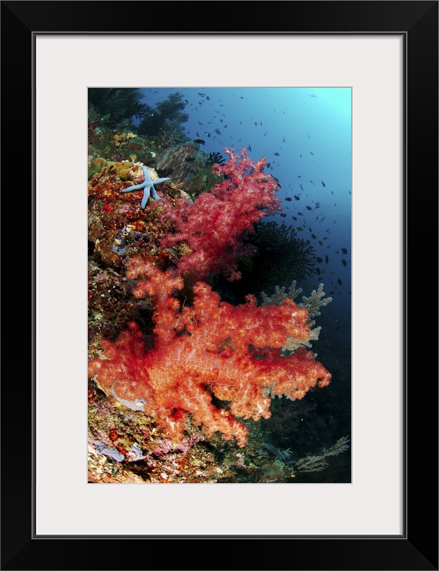 Red soft corals and blue leather sea star, North Sulawesi, Indonesia.