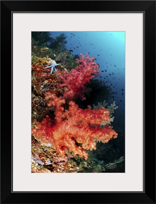 Red soft corals and blue leather sea star, North Sulawesi, Indonesia