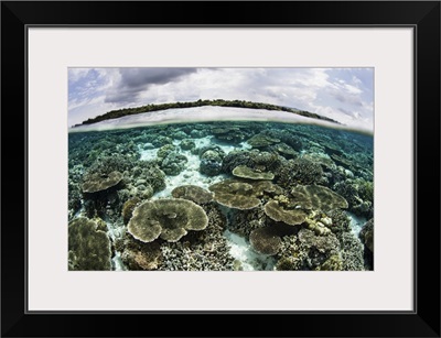 Shallow coral reef thrives in Wakatobi National Park, Indonesia.