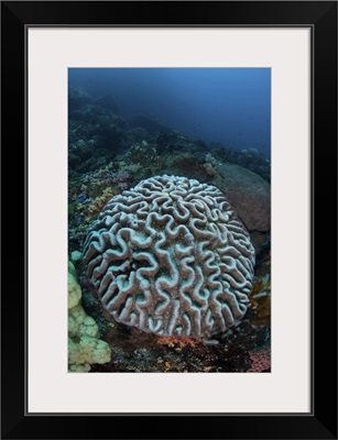 Stony Coral On A Reef In Sulawesi, Indonesia