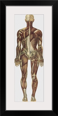 The human body with superimposed colored plates by Julien Bougle