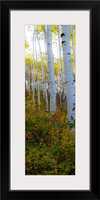 Aspen in the Day II