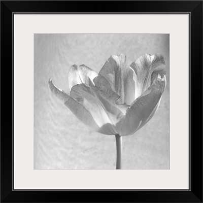 Black and White Tulip