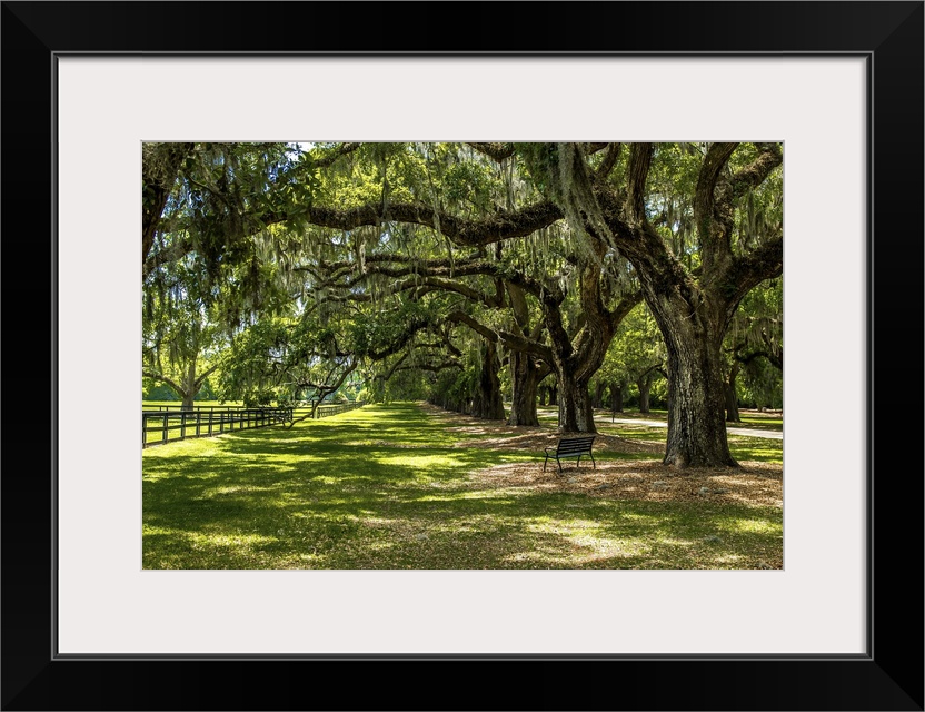 A shady path under the trees in Boone Hall Plantation, South Carolina.