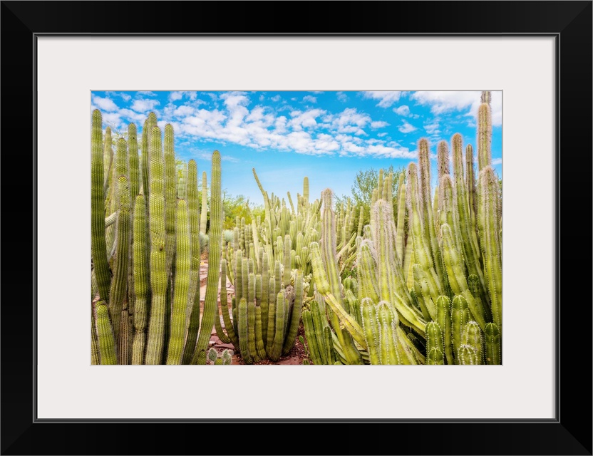 Cactus Garden