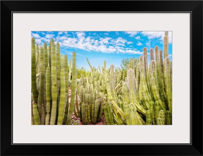 Cactus Garden