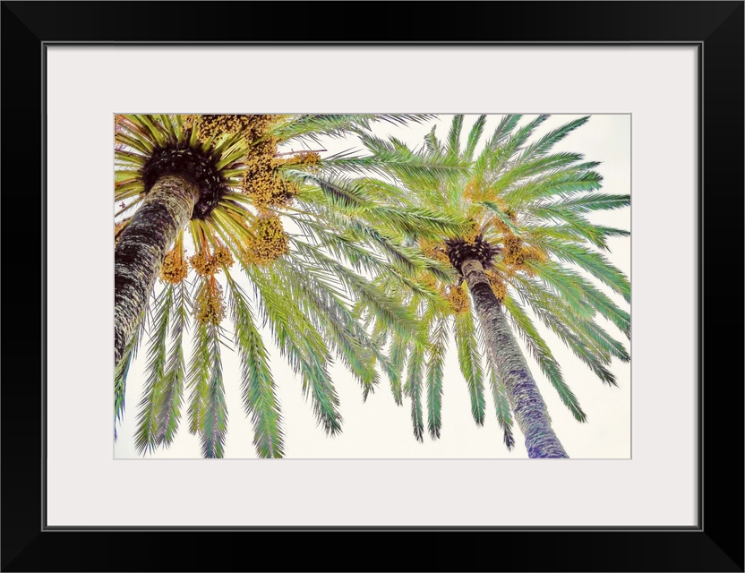 View from below of the tops of two palm trees with leafy fronds.