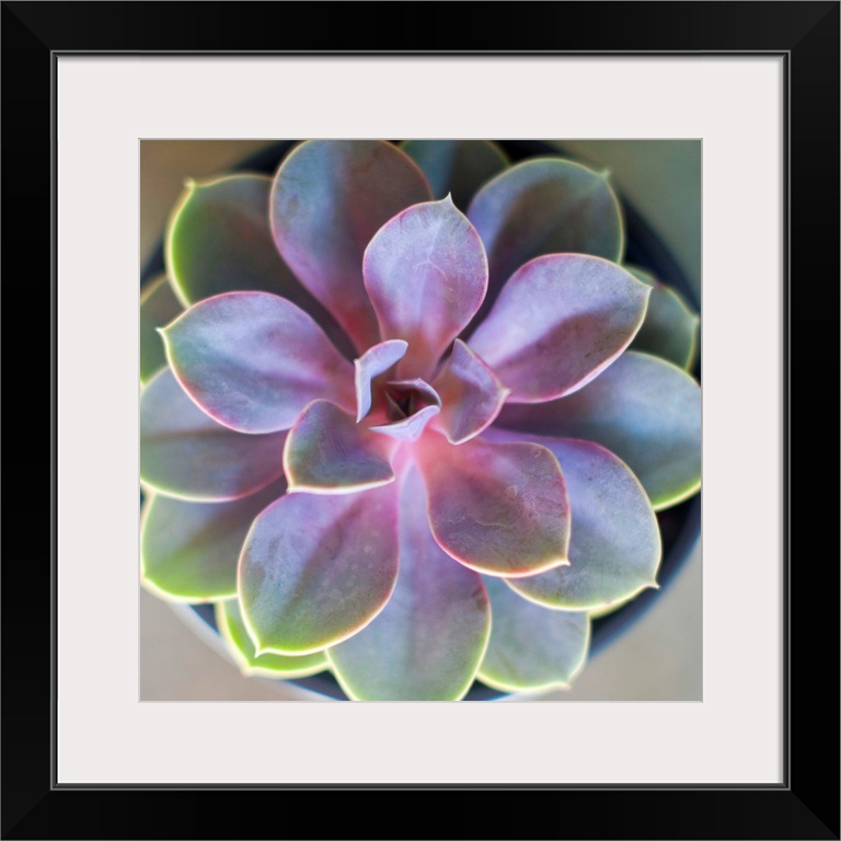 Close-up photograph of a vibrant succulent plant with its leaves fanning out symmetrically.