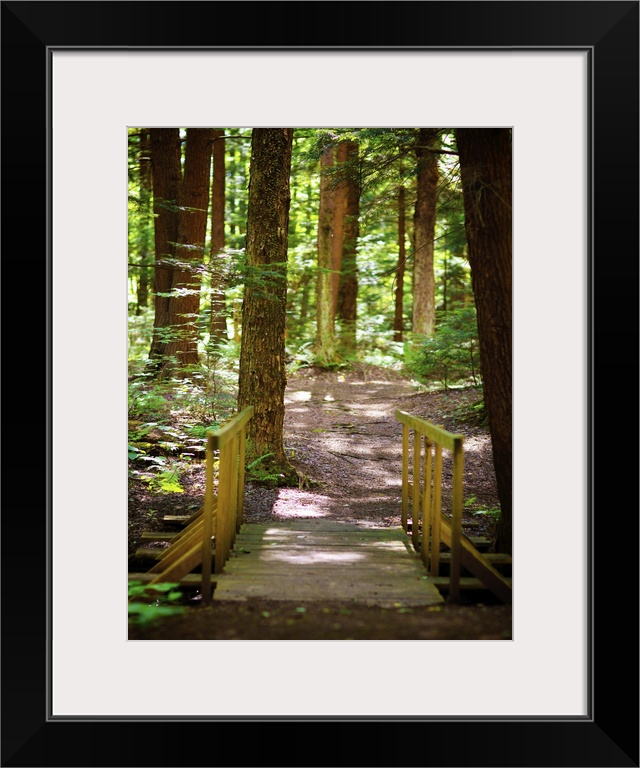 A shady path through a verdant forest.