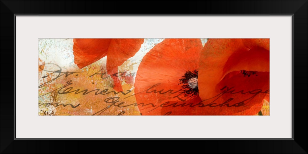 Panoramic contemporary art has an arrangement of three poppy flowers against a distressed background.  Artist places lines...