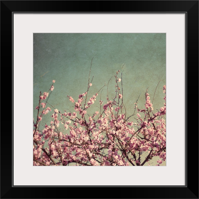 Cherry blossom branches are photographed against a bluish grey sky and take up the bottom half of the picture.