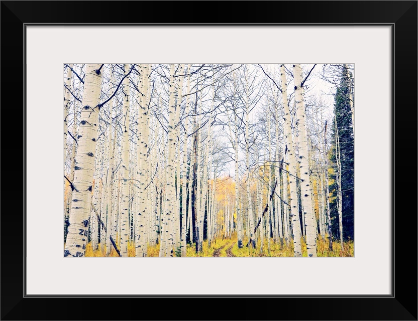 A forest of white birch trees in autumn.