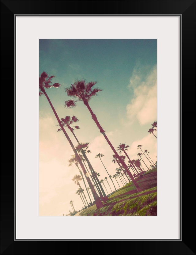 Tall palm trees lining the beach in the early morning in Venice Beach.