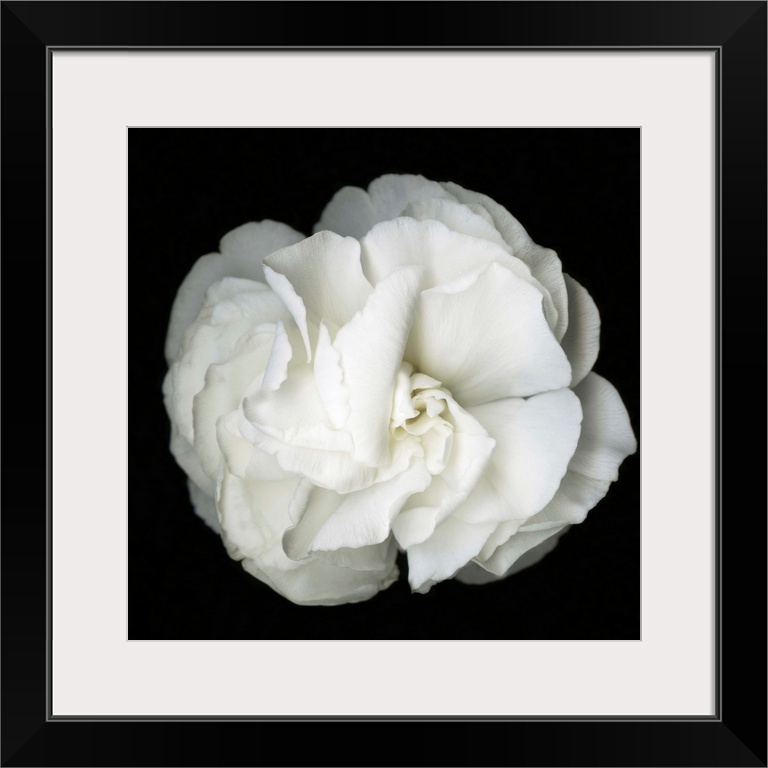 Square photograph of a soft white flower on a dark black background.