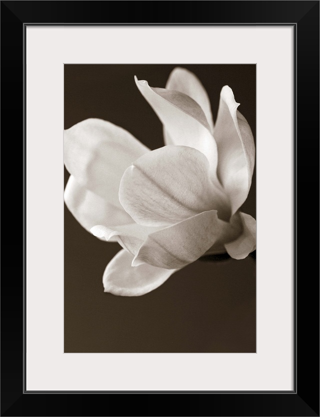 Sepia Magnolia