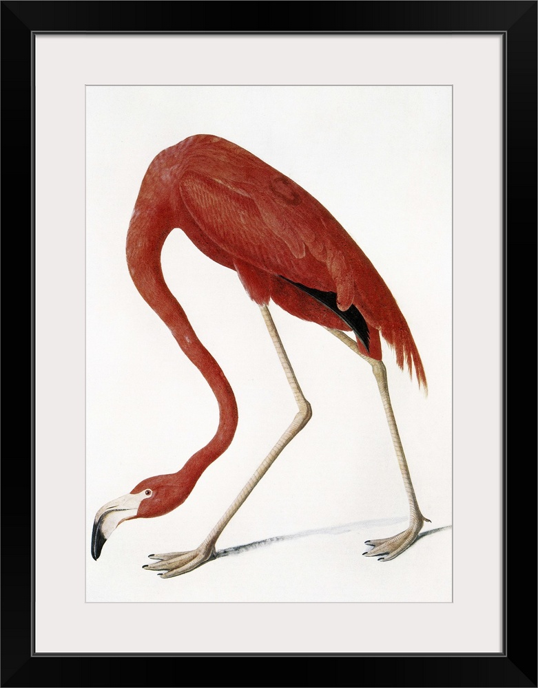 (Phoenicopterus ruber). Watercolor by John James Audubon for his 'Birds of America,' 1827-38.