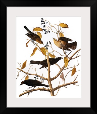 Audubon: Blackbird