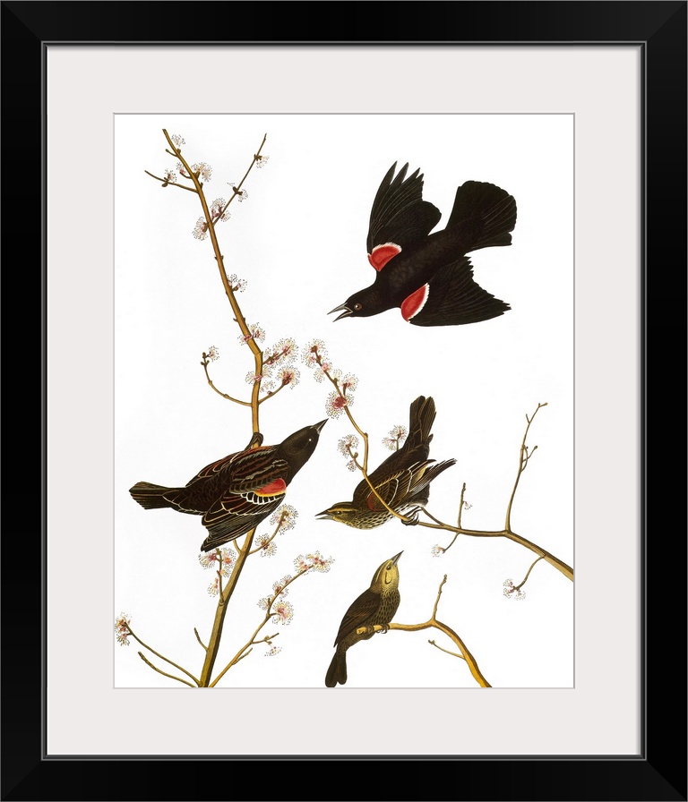 Red-winged Blackbird (Agelaius phoeniceus), after John James Audubon for his 'Birds of America,' 1827-38.