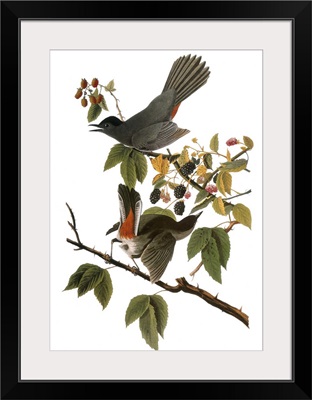 Audubon: Catbird