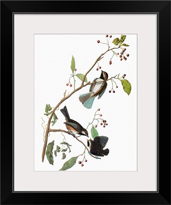 Audubon: Chickadee
