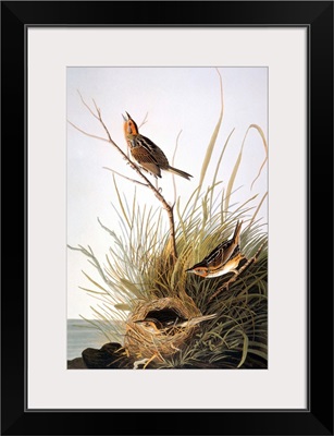 Audubon: Finch