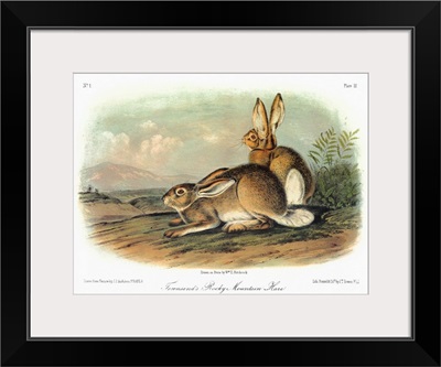 Audubon: Hare