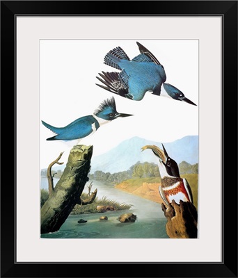 Audubon: Kingfisher