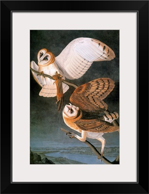 Audubon: Owl