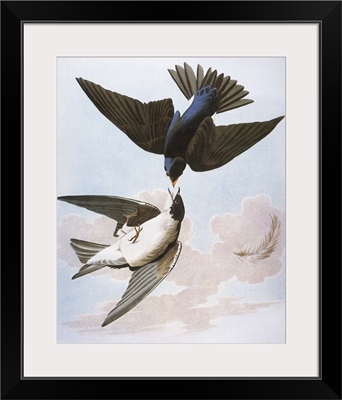 Audubon: Swallow
