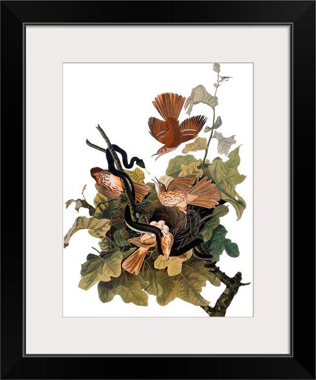 Brown Thrasher, also known as Ferruginous Thrush (Toxostoma rufum), from John James Audubon's 'The Birds of America,' 1827...
