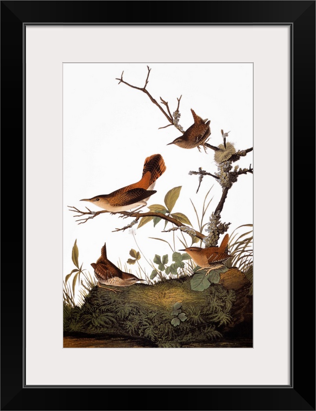 Winter Wren (Troglodytes troglodytes) and Rock Wren (Salpinctes obsoletus), from John James Audubon's 'Birds of America,' ...