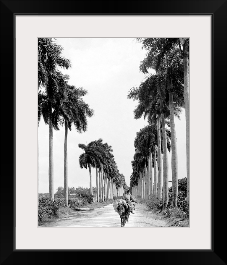 Havana, Palm Trees, C1900. Avenue Of the Palms In Havana, Cuba. Photograph, C1900.