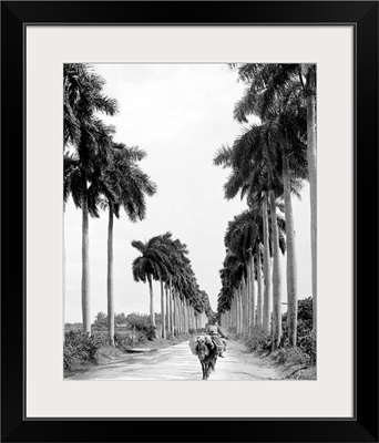 Avenue Of the Palms In Havana, Cuba, c1900