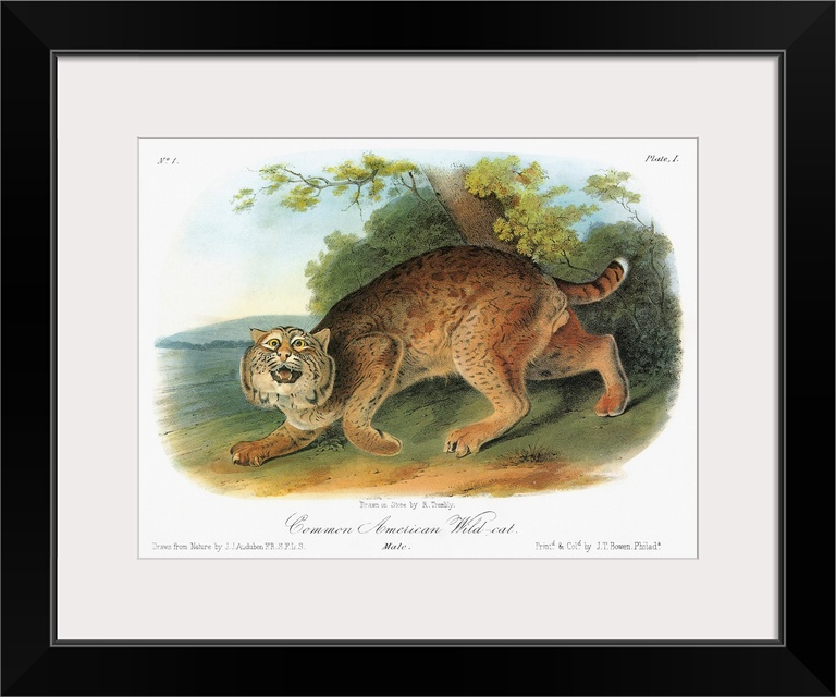 Bobcat, or bay lynx (Lynx rufus). Lithograph, c1849, after a painting by John James Audubon for his 'Viviparous Quadrupeds...