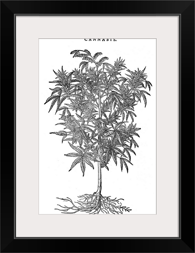 Hemp Plant. Cannabis Sativa, Woodcut, 1565.