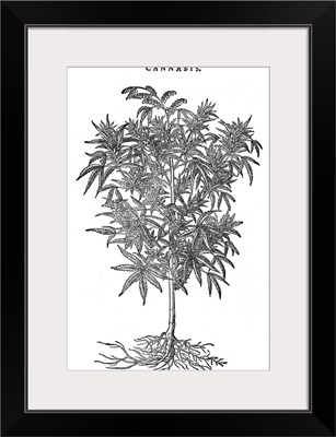 Hemp Plant, 1565