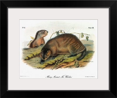 Hoary marmot, or whistler