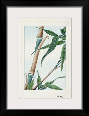 Japan, Bamboo, c1875