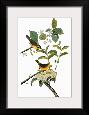 Male and female Common Yellowthroats