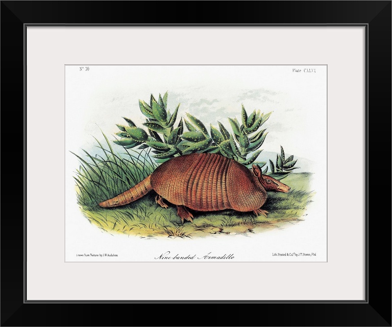 Nine-banded armadillo (Dasypus novemcinctus). Lithograph, c1854, after a painting by John Woodhouse Audubon for John James...