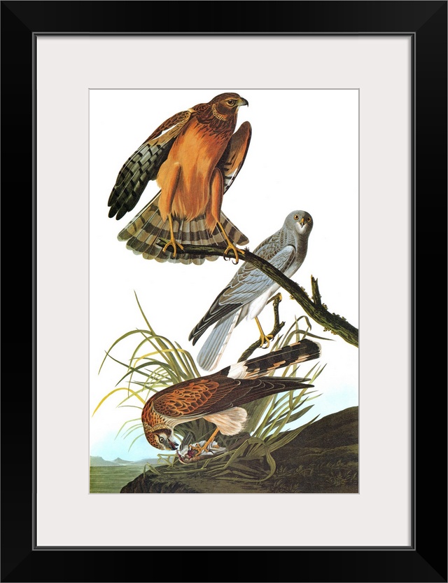 Northern, or Hen, Harrier, or Marsh Hawk (Circus cyaneus). Engraving after John James Audubon for his 'Birds of America,' ...