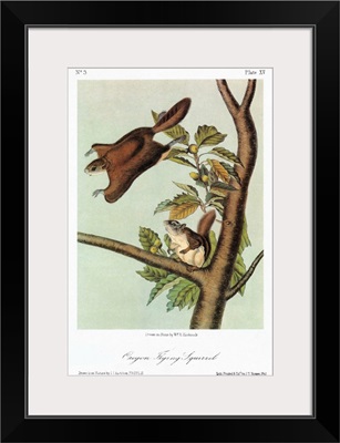 Oregon, or Bachman, flying squirrel