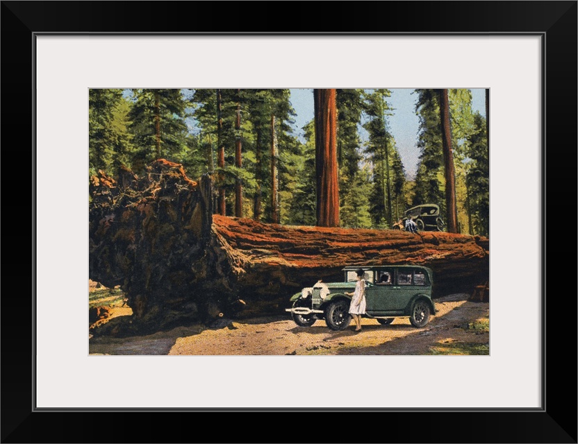The Auto Log, Sequoia National Park, California. From an American chromolithograph postcard, c1930.